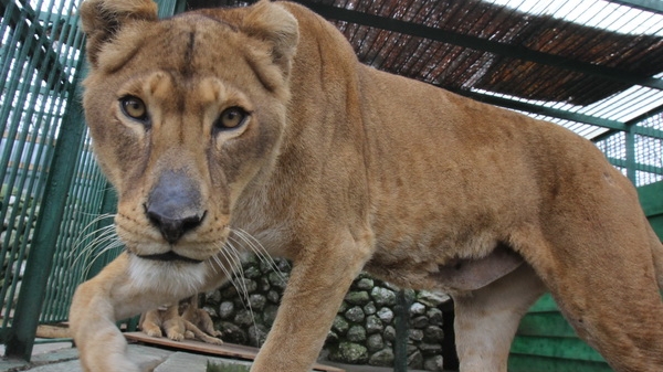 Leii lui Nutu raman la Zoo Ploiesti!