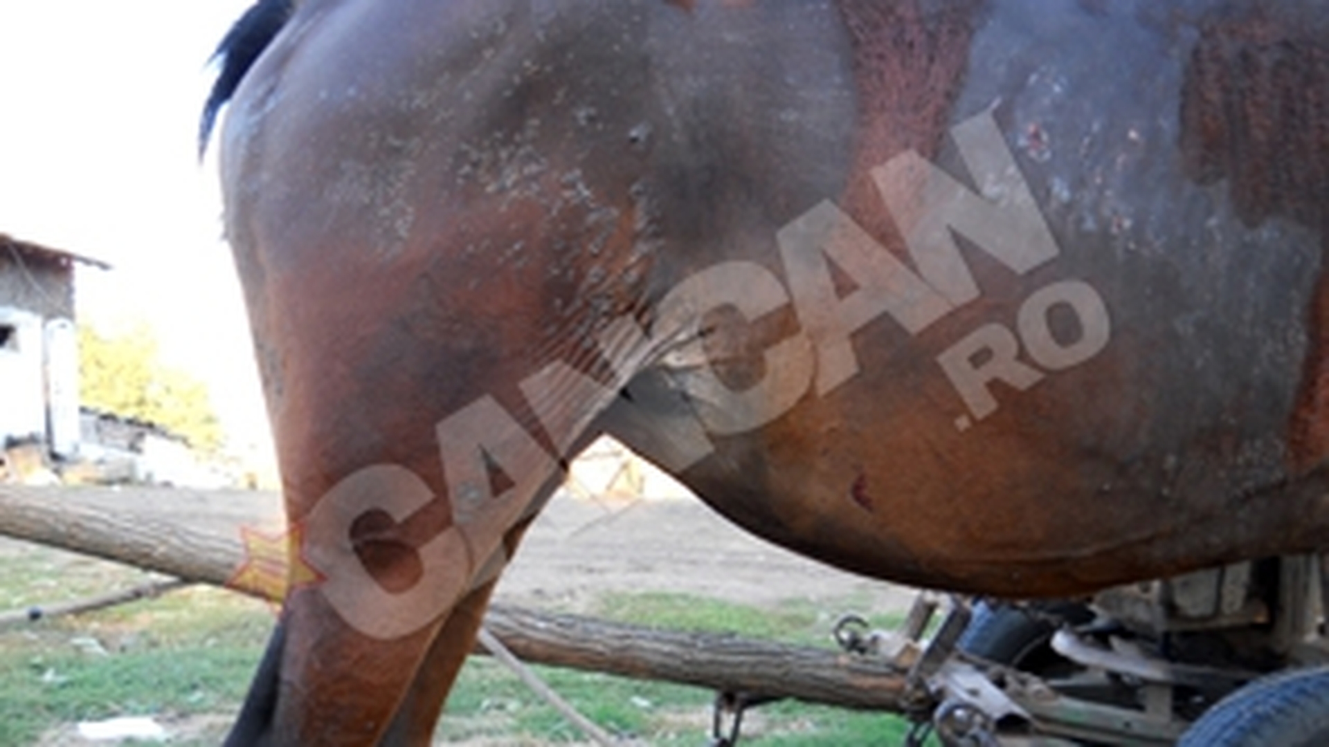 Un nebun a incendiat un cal pentru ca i-a incalcat proprietatea