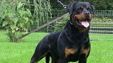 VIDEO Atac aproape fatal al unui rottweiler asupra unei fetite!