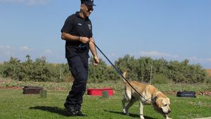 Armata germană antrenează câini pentru a detecta persoanele infectate cu coronavirus