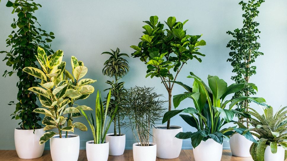 Plantele care îți aduc noroc în dragoste. Trebuie neapărat să le ai în casă spun maeștrii Feng-shui