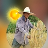 Agricultura se schimbă din pricina căldurii. Fermierii din Japonia muncesc noaptea pentru a supraviețui