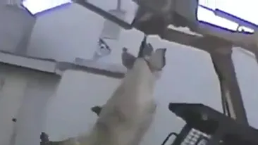 Dupa ce vezi filmul asta o sa uiti de sorici, carnati si aripi picante! Vezi cum sunt maltratate animalele inainte sa ajunga la tine - Fa-ti o salata!