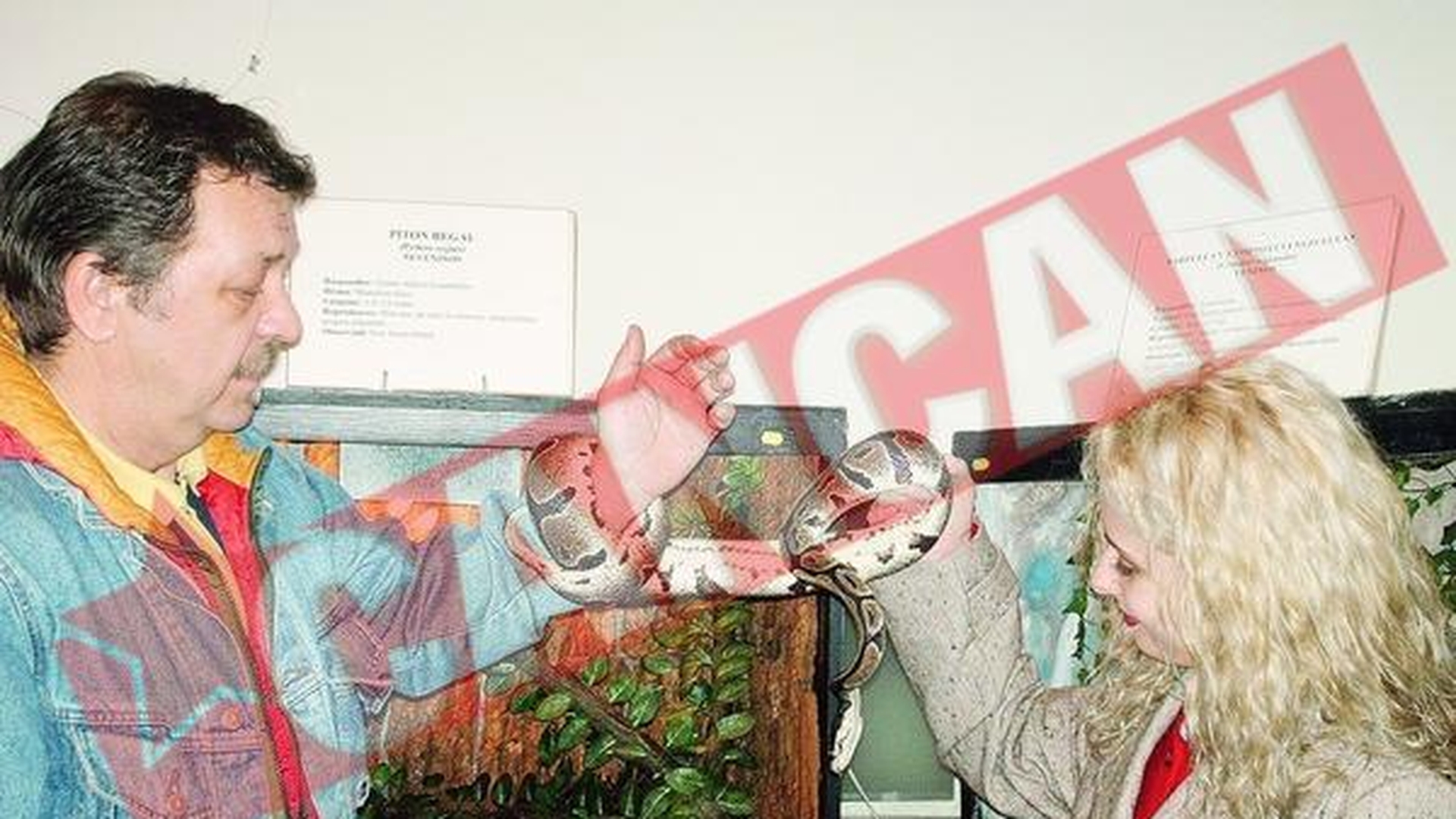 Piton de 80 de kilograme In centrul Sibiului
