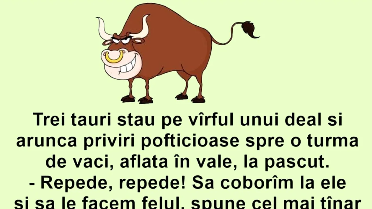 BANC | Trei tauri aruncă priviri pofticioase spre o turmă de vaci