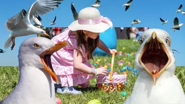 Pescărușii au devenit agresivi în Scoția! Păsările au atacat copiii în timp ce aceștia căutau ouă de Paște