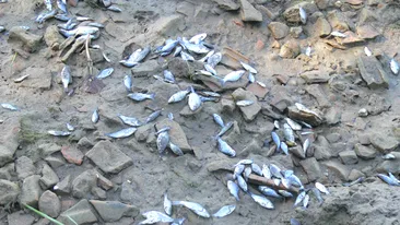 Mii de pesti morti pe Dunare in zona judetului Mehedinti
