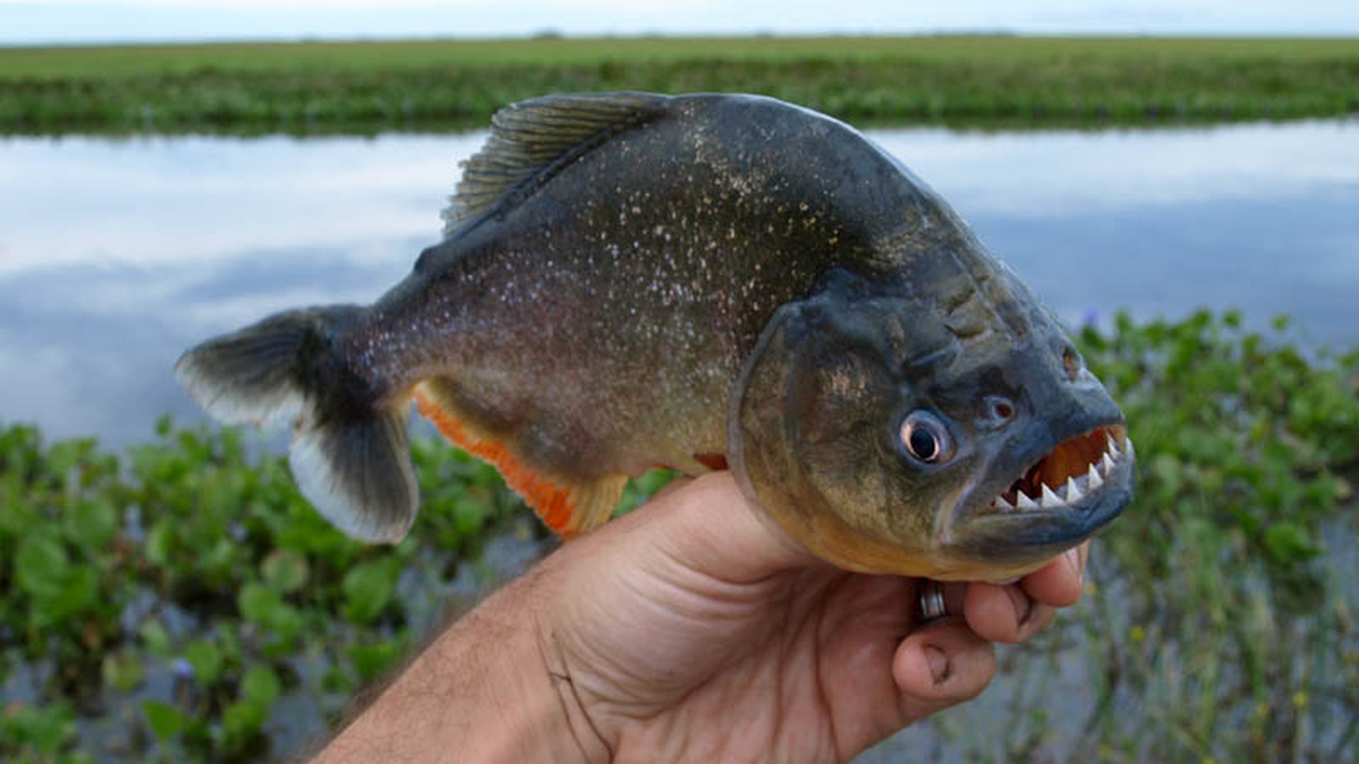 Alertă în Maramureş, după ce au fost găsiți pești Piranha într-un lac