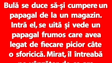 BANC | Bulă se duce să-și cumpere un papagal de la un magazin