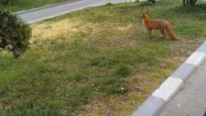 Vulpe care a furat o găină, filmată de poliția din Baia Mare. “Infracțiune flagrantă de furt calificat!” Ce altă regulă a mai “încălcat” animalul VIDEO