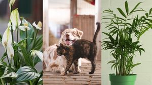 Nu te-ai fi așteptat! Aceste plante obișnuite din apartament îți pot otrăvi animalul de companie