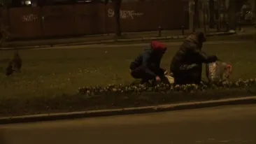 Operatiune ca-n filmele de actiune! Uite cum se fura zambile, cu tot cu bulbi, din centrul Capitalei!