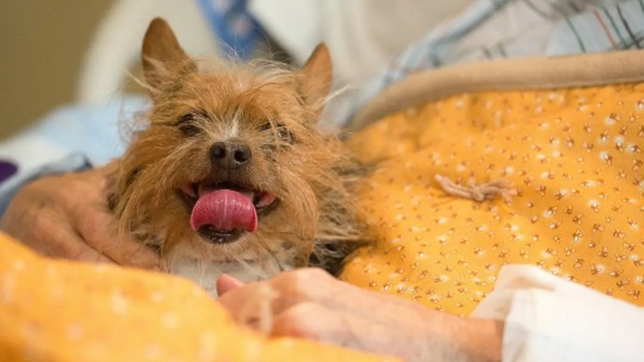 Ultima dorință a unui bărbat care era pe patul de moarte a fost să își vadă câinele. Ce s-a întâmplat după este sfâşietor