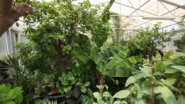 Sigur nu stiai ca in Herastrau sunt palmieri, bananieri si portocali! Vezi ce paradis tropical se ascunde in serele ALPAB!