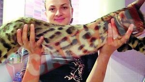 A aparut leopardul domestic