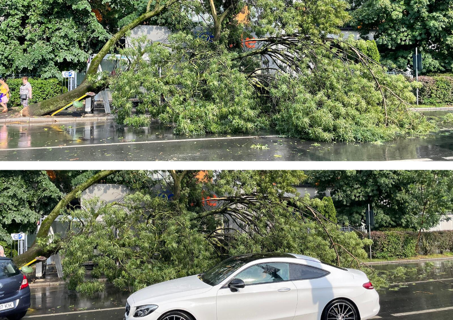 Copac căzut în urma avertismentului emis de ANM. Sursă: CANCAN.RO.