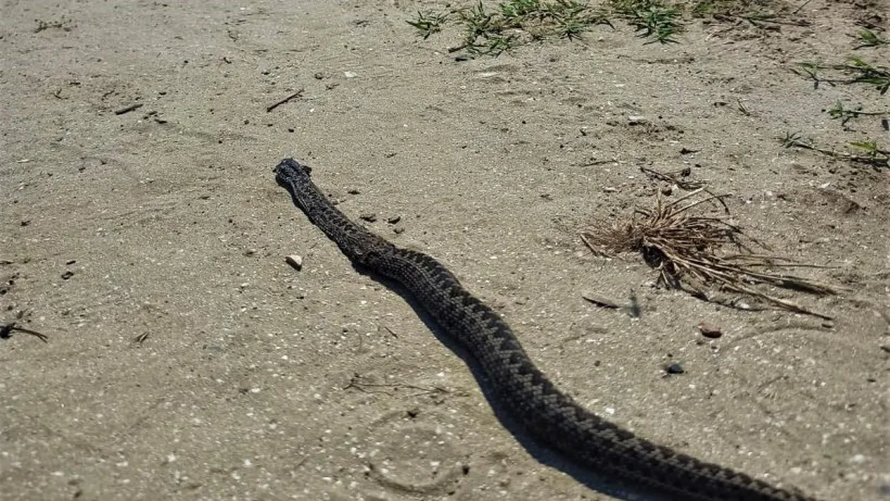 Alarmă pentru turiştii de la mare: şerpi veninoşi pe plaje! Turiştii trebuie să fie atenţi, mai ales, în următoarele staţiuni…