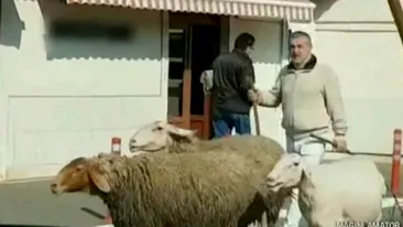 Gigi Becali și-a sfințit stâna din Pipera! Milionarul își mână oile la păscut cu un ciomag din aur