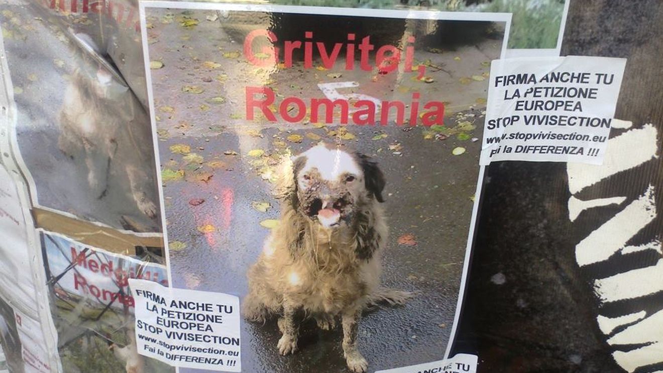Gest extrem pentru salvarea maidanezilor din Romania! Un italian a intrat in greva foamei pentru a-i salva!