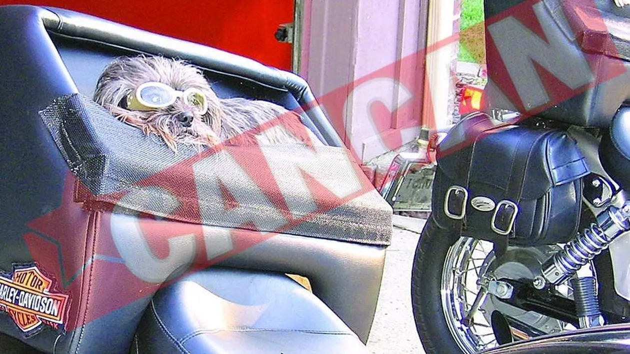 Bani-garla din idei stupide