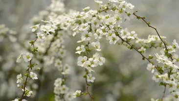 Echinocţiul de primăvară 2026 vine cu o tradiție veche pentru bani și noroc. Ce e bine să faci în această zi