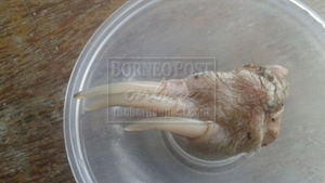 Creatura care i-a lăsat muţi pe oamenii de ştiinţă! Nimeni nu ştie ce animal e ăsta şi cum a ajuns pe Pământ!