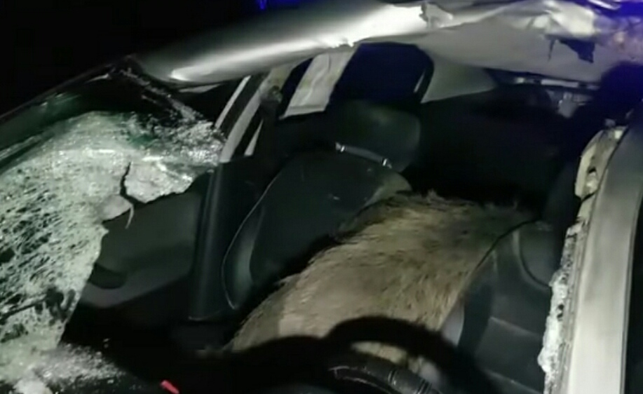 Grav accident în Dâmbovița. În urma impactului, un șofer s-a trezit cu un mistreț peste el