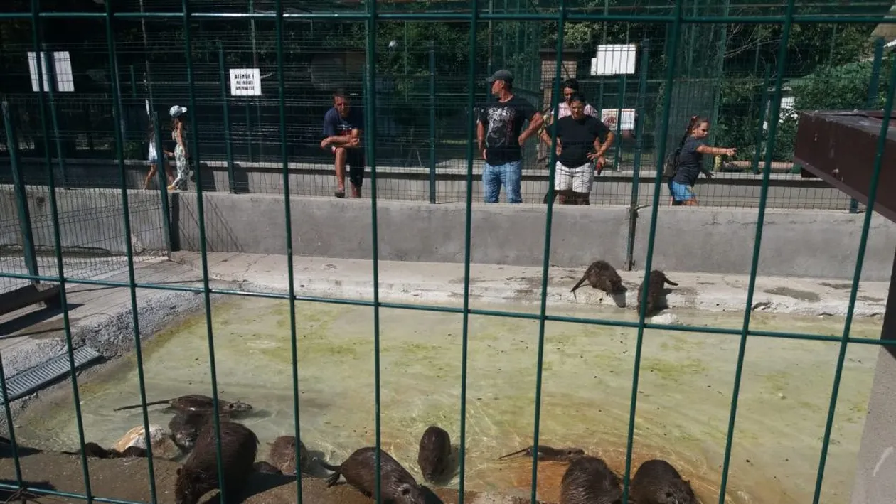 Și animalele de la Zoo suferă din cauza caniculei. Cum sunt îngrijite la Craiova, la peste 35 de grade Celsius
