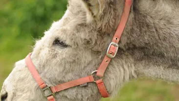 Verdict in cazul unui accident auto: Magarul in calduri e vinovat! Isi cauta o femela