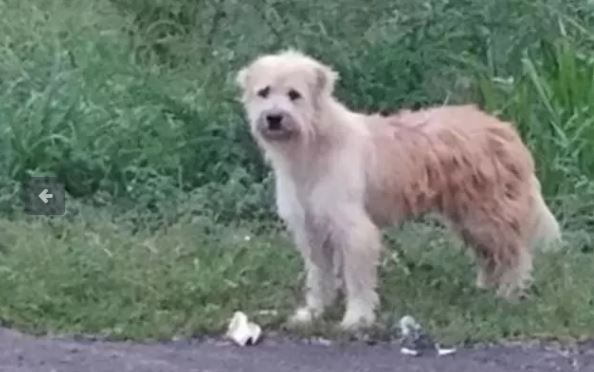 Câțelul pierdut din imagine și-a așteptat stăpânul se se întoarcă, în același loc. De necrezut ce s-a întâmplat după 4 ani