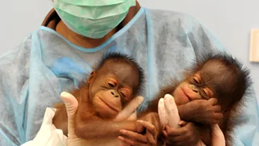 Doi urangutani de Borneo gemeni, staruri la zoo