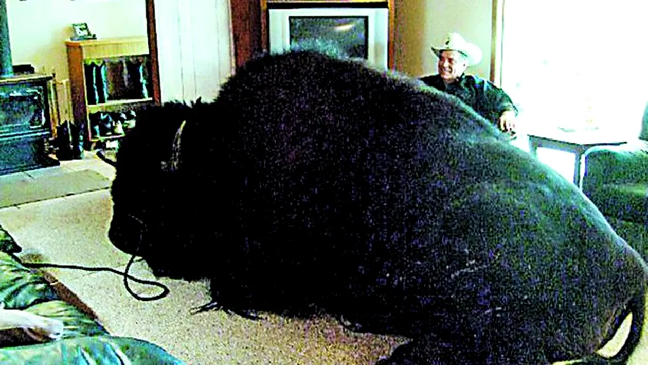 O familie din Canada are un animal de companie de-a dreptul urias. Cu bizonul de 825 kg in casa