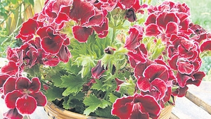 Plantele care iti dau energie. De ce trebuie sa ai muscate in casa si sa iti bagi cate o frunza in fiecare ureche