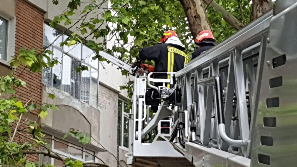 Furtună puternică în Tulcea. Pomii au căzut peste mai multe mașini staționate. FOTO