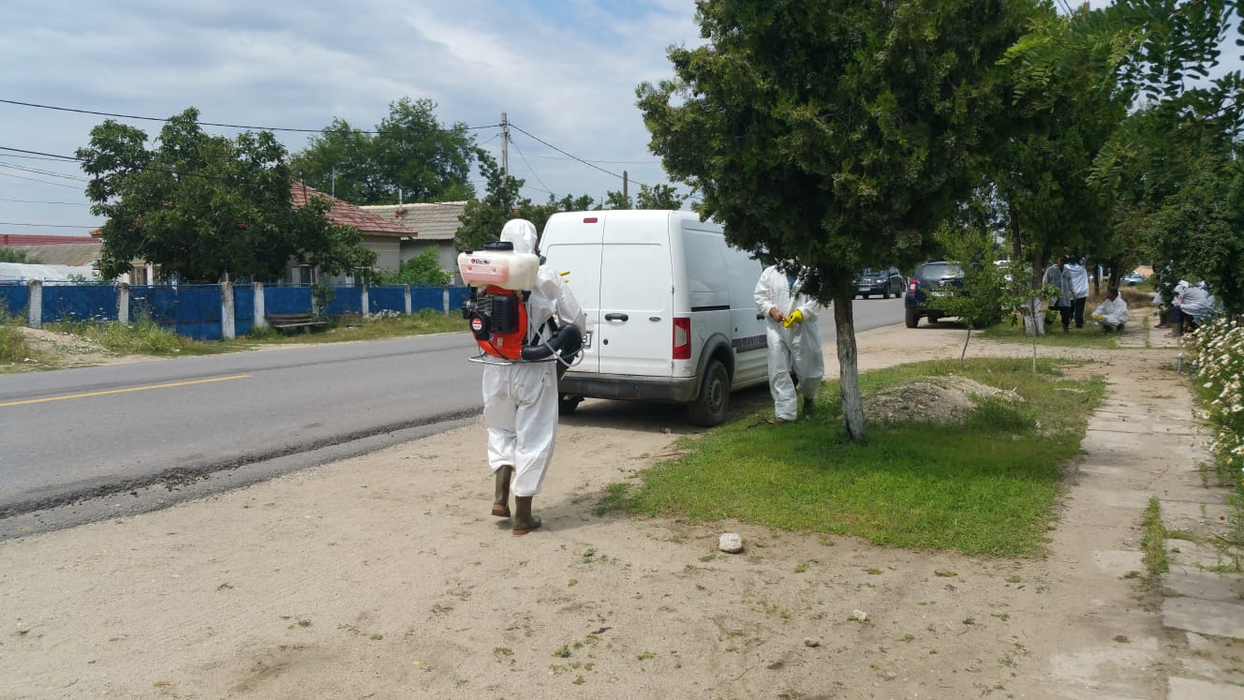 Pesta porcină se întoarce