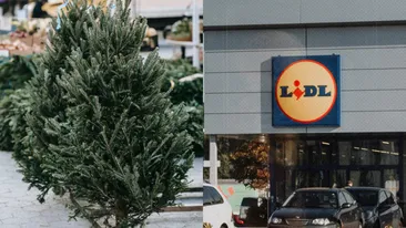 Cât costă un brad natural la Lidl? Preţul diferă în funcţie de înălţime