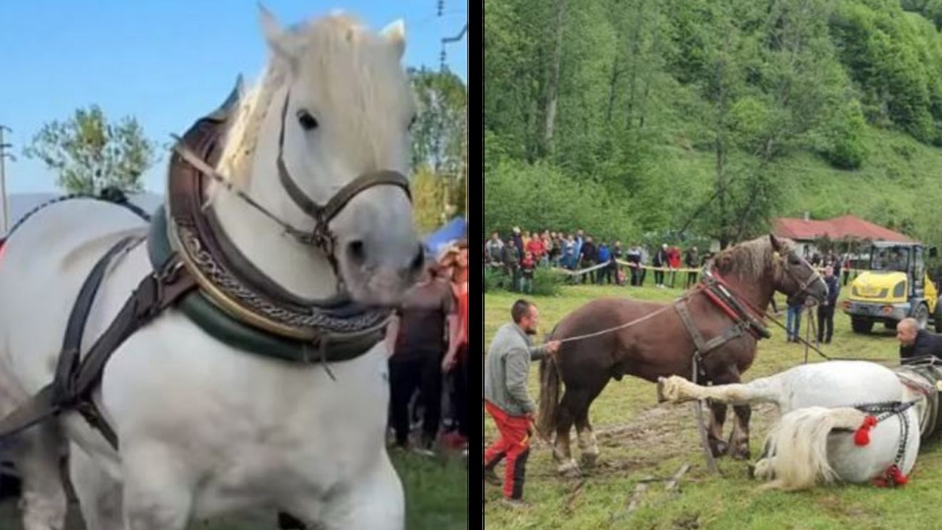 Detaliul care răstoarnă tot ce se știa despre moartea lui Falko! I-a fost făcută autopsie calului campion al concursurilor de tracțiune