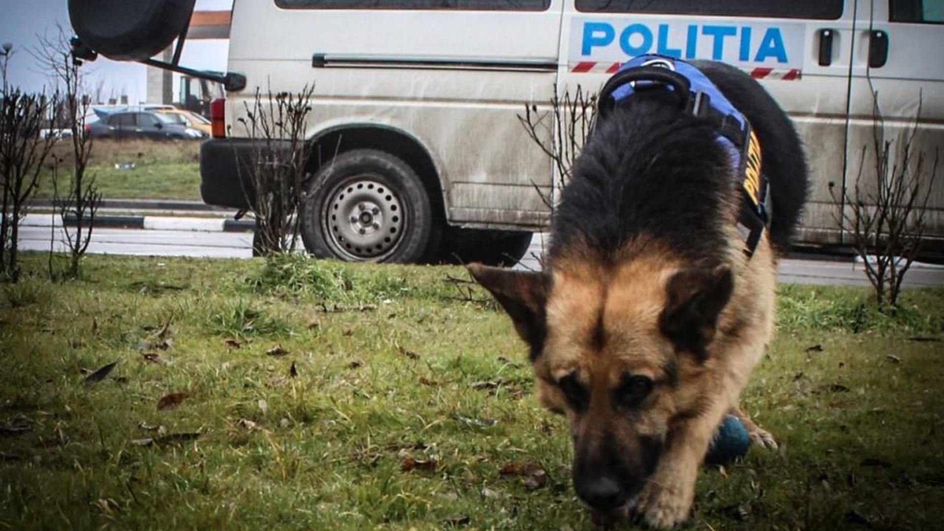 Fetiță de 6 ani din Maramureș, dispărută de acasă. Căutările sunt în curs de desfășurare