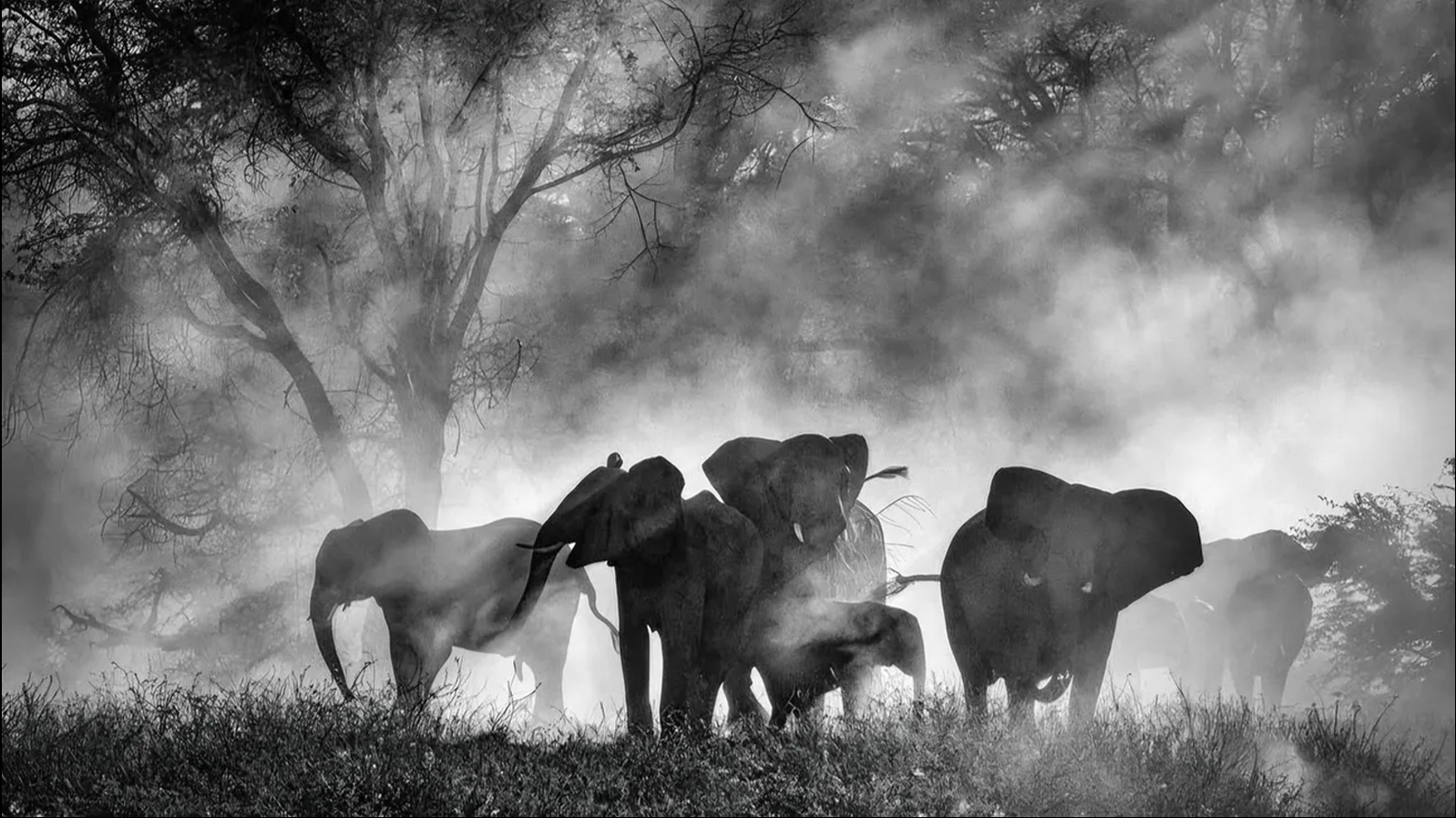 Misterul elefanților „fantomă" din Africa! După decenii de legende, au fost în sfârșit găsiți