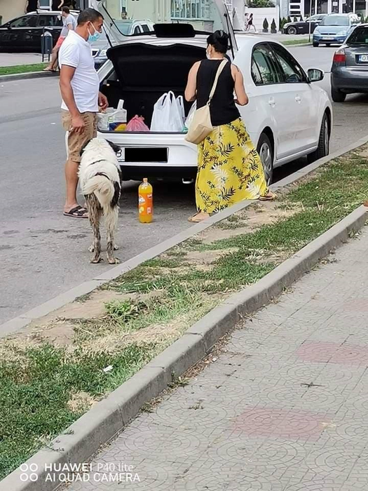 Câinii vagabonzi au pus stăpânire pe străzile din Caracal
