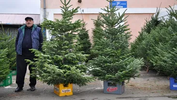 Au apărut deja primele oferte! Câți lei costă un brad natural de Crăciun acum, în 2021
