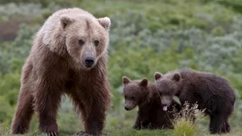Pericol public! O ursoaică și trei pui au intrat într-un magazin din stațiunea Băile Tușnad