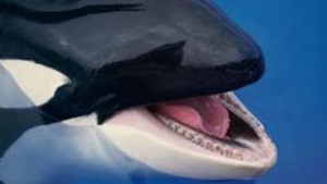 Parcurile de distractie SeaWorld isi reiau reprezentatiile cu balene ucigase, la 3 zile de la uciderea unei dresoare