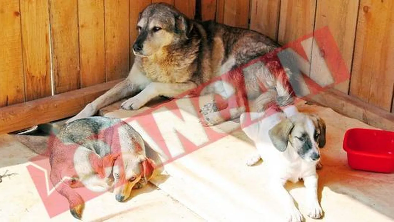 Maidanezii lui Ontanu, la concurs de frumusete