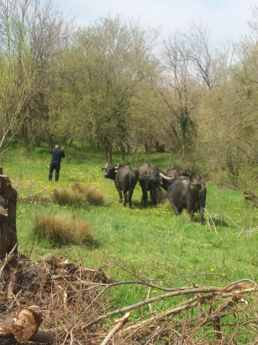 Puținele bivolițe care au mai rămas la Palilula