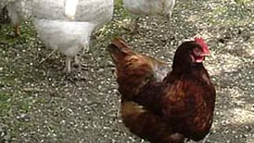 Doi adolescenti si un copil de 9 ani au batut o batrana ca sa-i fure gainile