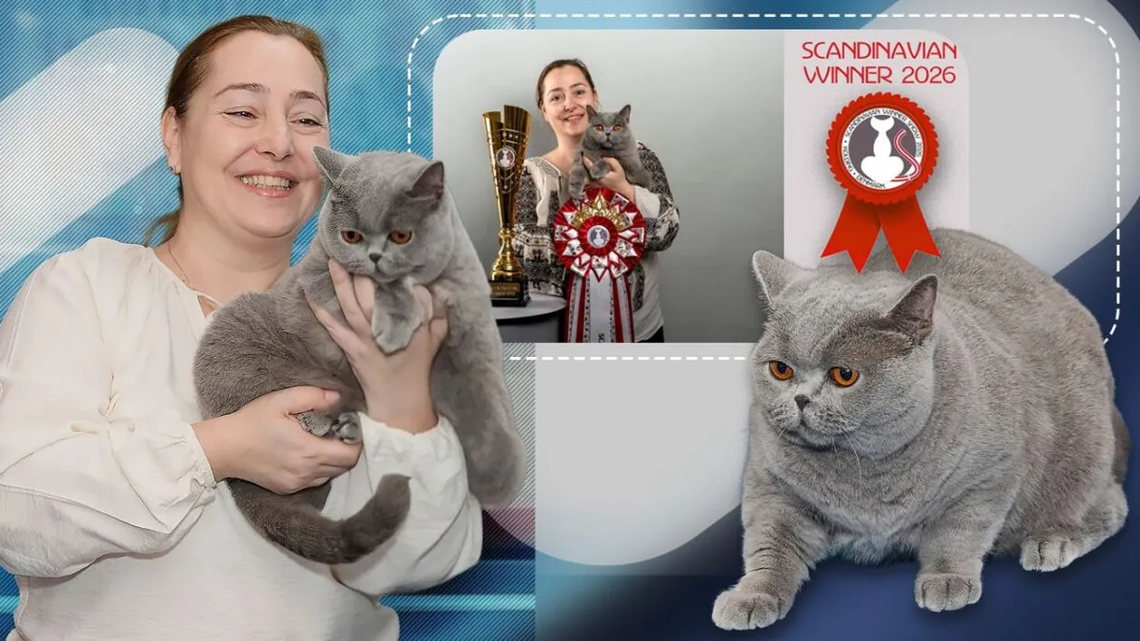 Kira Kiralina, extraordinara pisică supranumită „ursoaica din Bucovina”, cucerește Europa și Scandinavia