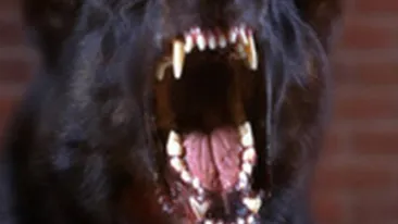 O fetita in varsta de cinci ani a fost muscata de fata de cainele unor vecini