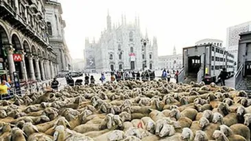 Eveniment neasteptat in Italia! Oile au invadat Piata Domului din Milano
