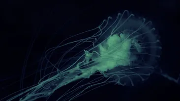 O amibă care se hrănește cu creierul uman, găsită în rețeaua de apă dintr-un oraș din Texas